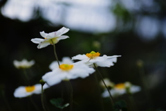 秋明菊