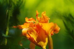 青楓　ヤブカンゾウ