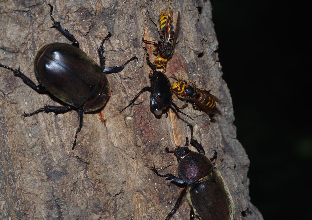 季夏　縄張り争い