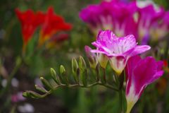 春風　フリージア