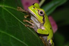 秋思　アマガエル