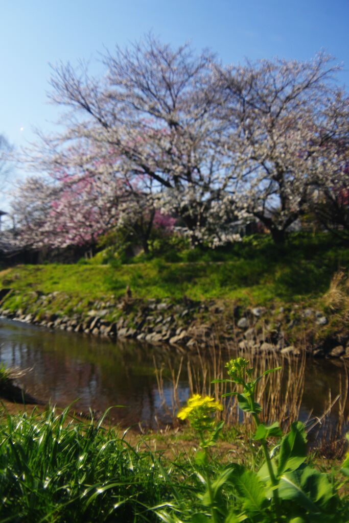 仲春　花見　Ⅱ