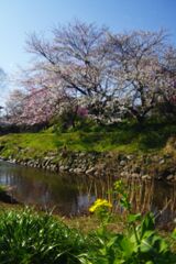 仲春　花見　Ⅱ