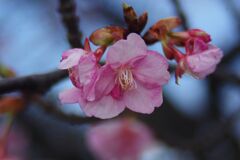 春燐　河津桜