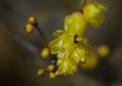 初春　蝋梅　Ⅱ