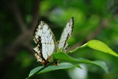 小春　イシガキチョウ？