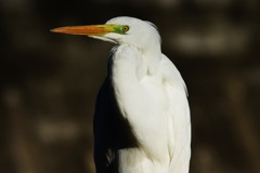 野鳥を探して　ダイサギ