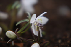 仲春　セツブンソウ　Ⅱ