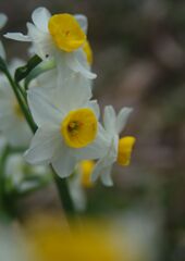 春燐　スイセン