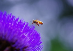 初夏を探して　朝鮮アザミ