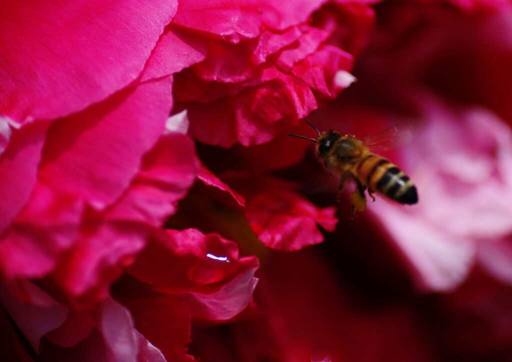 牡丹に蜜蜂