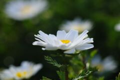 燐春　ノースポール