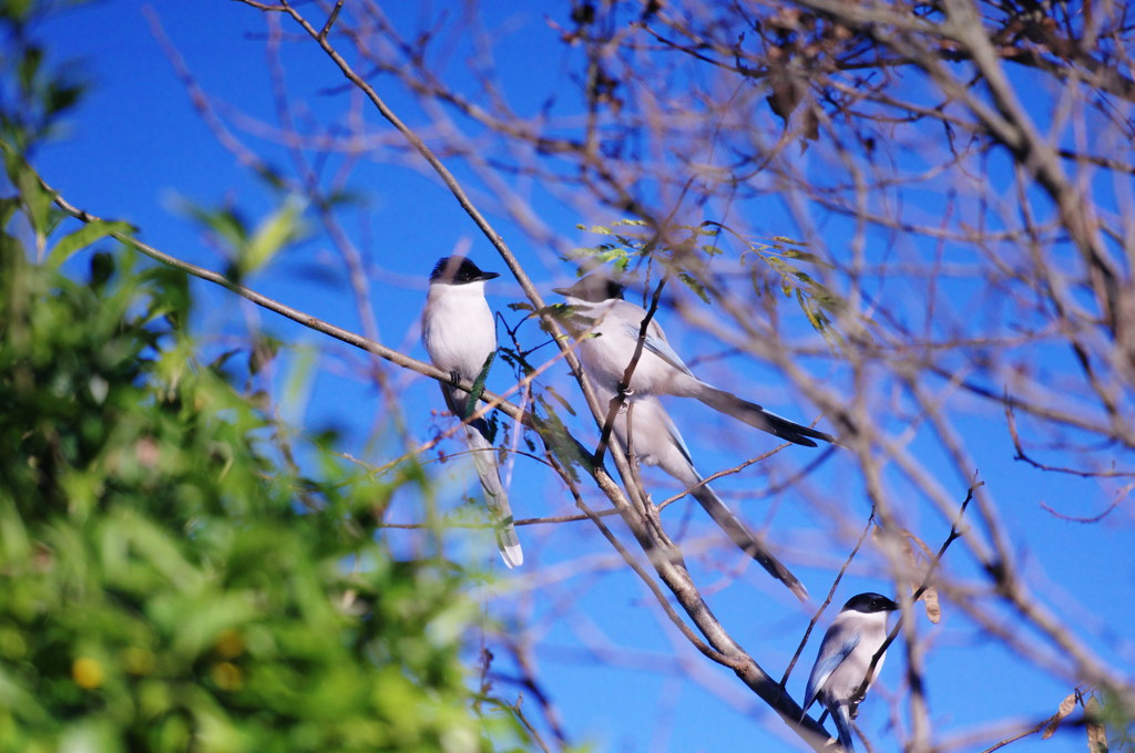 野鳥を探して　オナガ