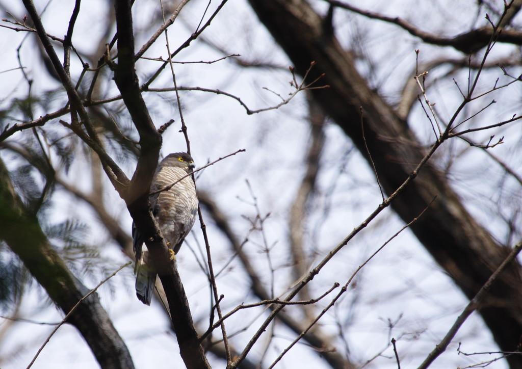 野鳥を探して　つみ　？