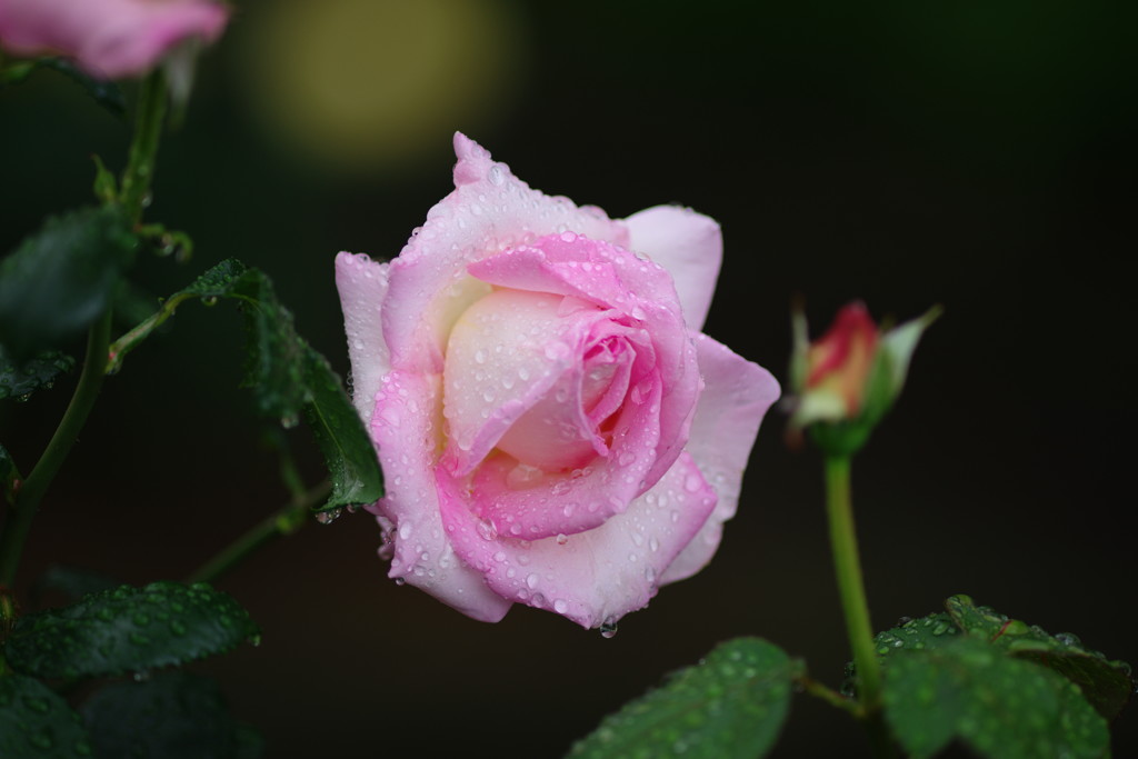 向暑　薔薇
