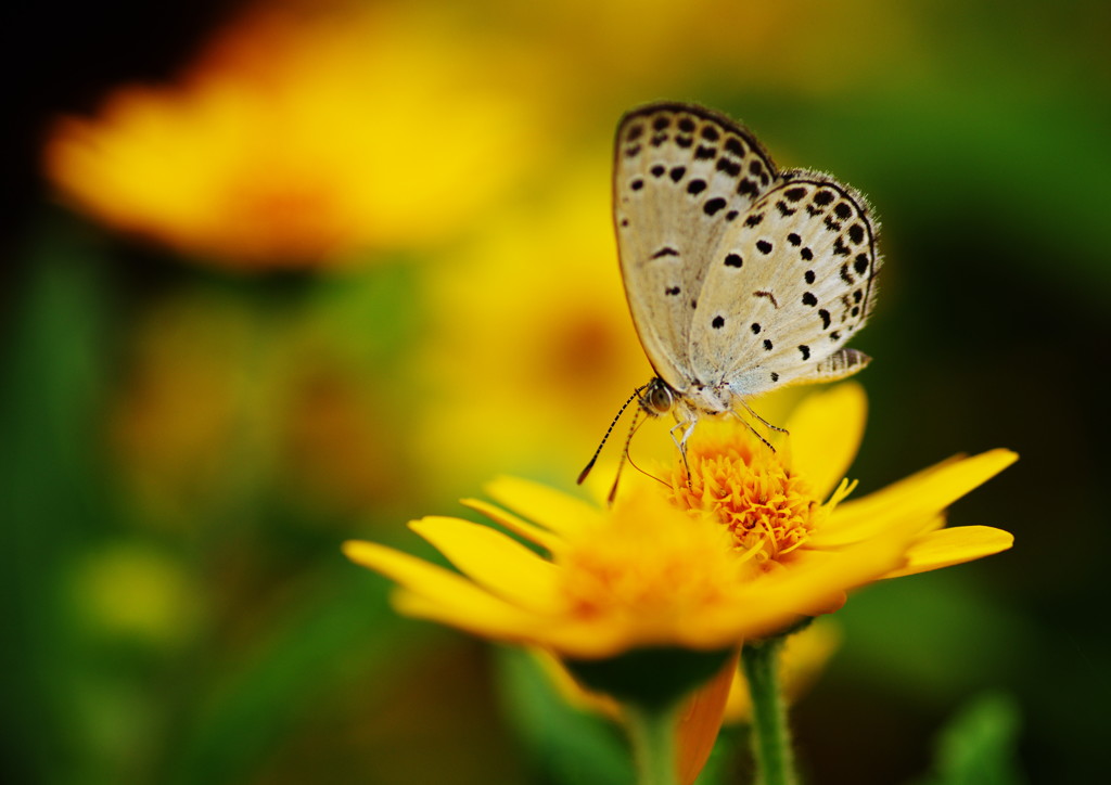 花と虫達　ヤマトシジミ　Ⅱ
