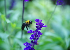 花と虫達　クマバチ