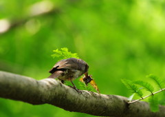 弱肉強食　ヒヨドリ？