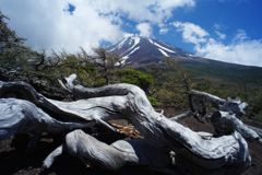 暮春　富士山　Ⅱ