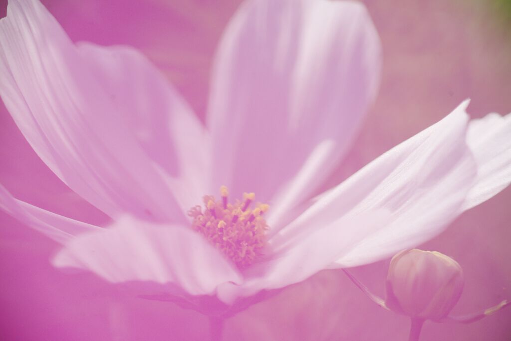 行秋　コスモス　Ⅱ