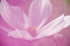 行秋　コスモス　Ⅱ