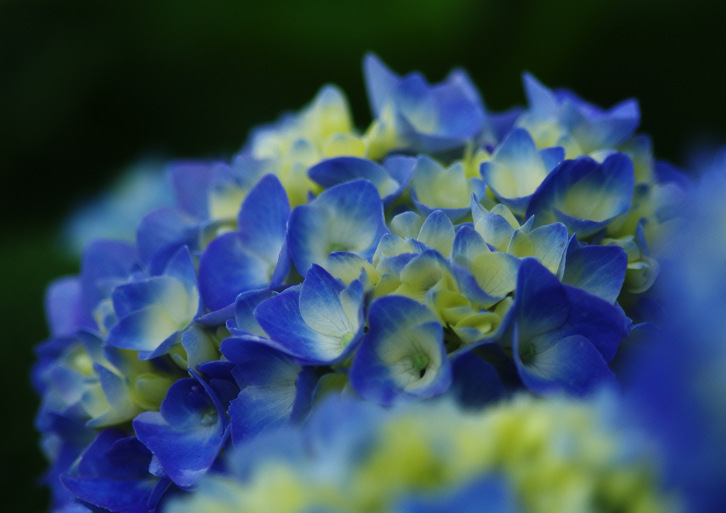 紫陽花　Ⅱ