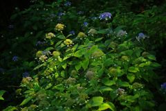 初秋　ヤマアジサイ