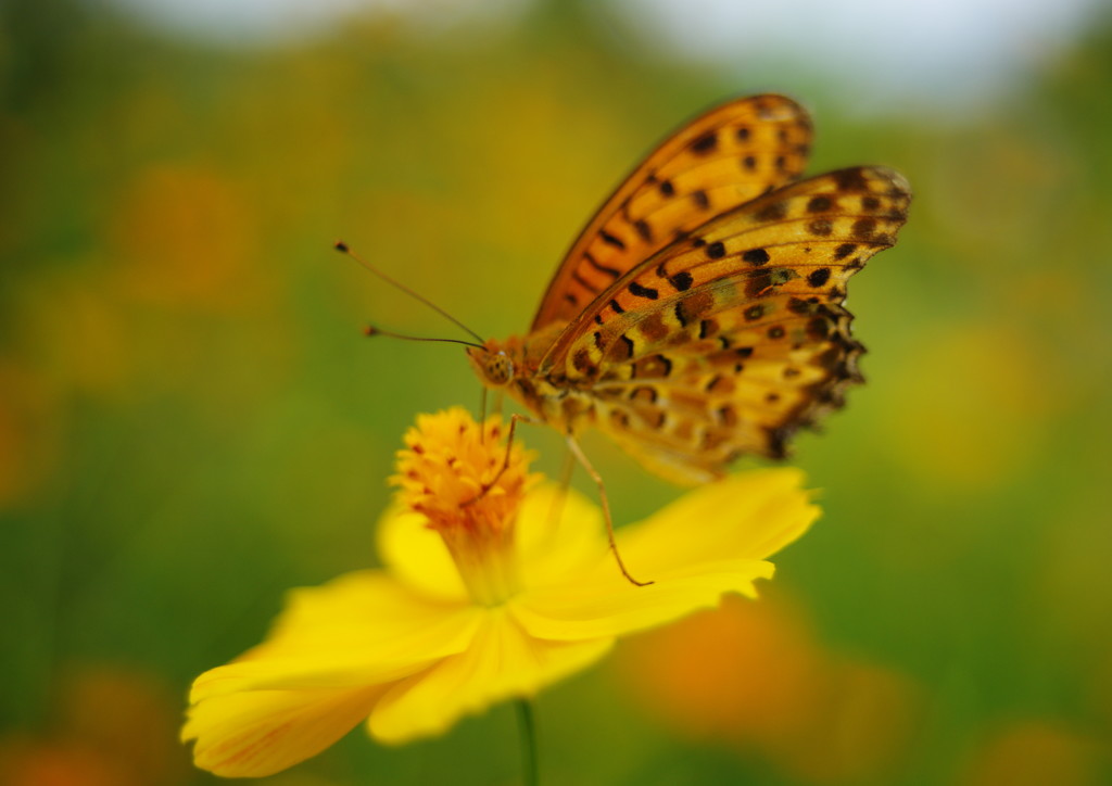 初秋　ヒョウモンチョウ？　Ⅱ