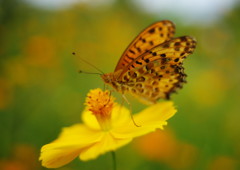 初秋　ヒョウモンチョウ？　Ⅱ