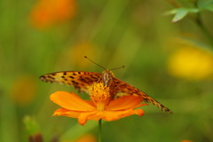 花と虫達　ツマグロヒョウモン