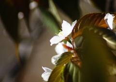 葉桜　Ⅱ