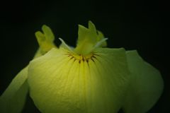 立夏　ショウブ