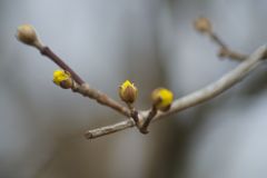 向春　サンシュ