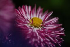 晩春　デージー