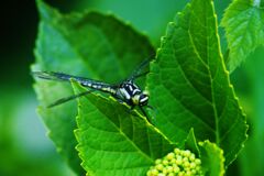 　はつ夏　トンボ