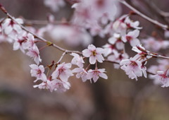春を探して　コヒガンザクラ