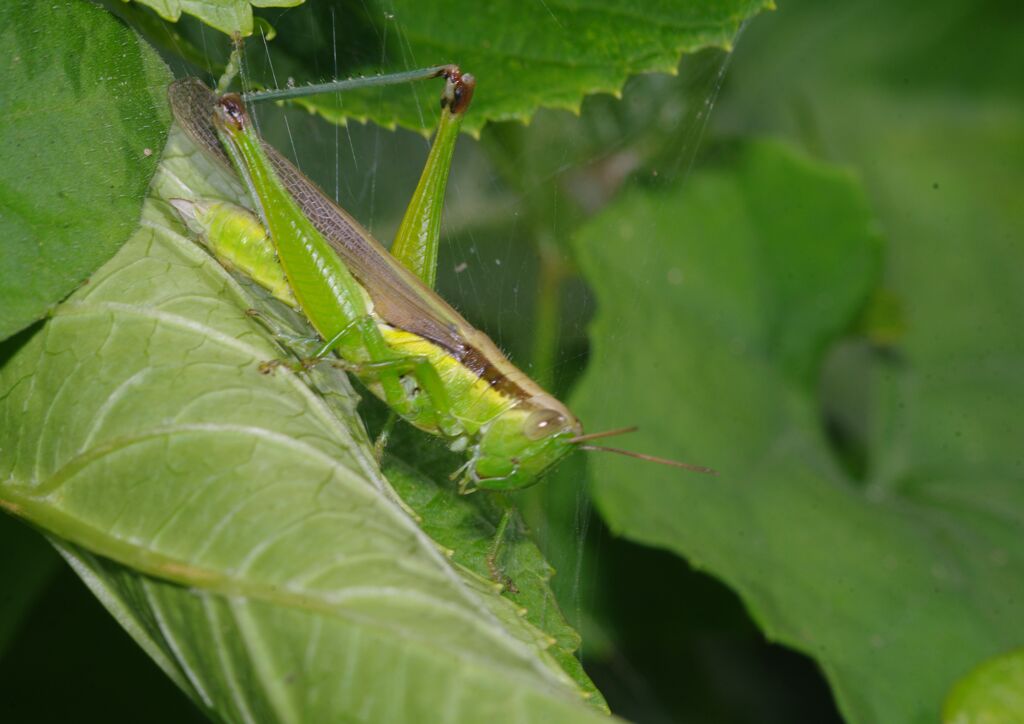 季夏　トノサマバッタ？