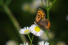 仲夏　ベニシジミ　Ⅱ