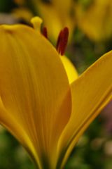 路傍　百合　Ⅱ