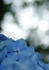紫陽花