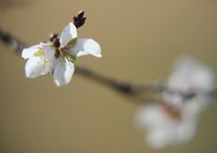 初春　冬桜