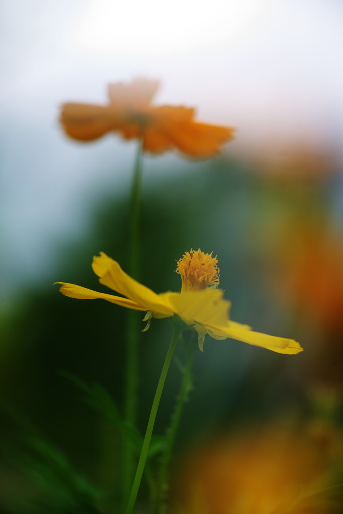 晩夏　コスモス