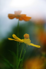 晩夏　コスモス