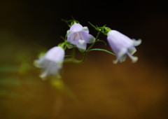 行秋　シロバナツリガネソウ