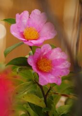 小春　サザンカ