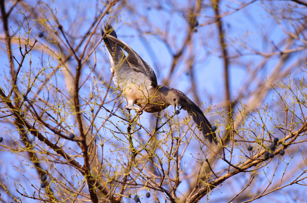 野鳥を探して　ハト