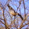 野鳥を探して　ハト