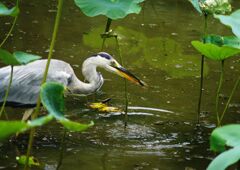 青楓　ザリガニ捕獲したアオサギ