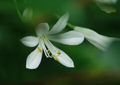 青楓　アバガンサス