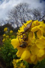 春光　ミツバチとサシガメ　Ⅵ